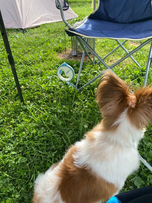 写真が少ない😞 とことん山キャンプ場 ファミリーキャンプ オートサイト 範馬勇次郎さんのキャンプブログ CAMPiii（キャンピー） -キャンプ専用SNS キャンプのすべてがここに集まる-