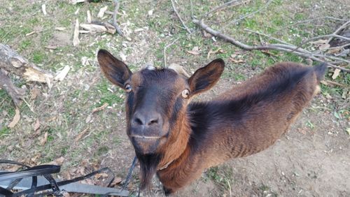 あけましておめでとうごニャイます！🐱（byまきお） ラピュタファームキャンプ場 グループキャンプ フリーサイト スローライフに憧れるさんのキャンプブログ CAMPiii（キャンピー） -キャンプ専用SNS キャンプのすべてがここに集まる-