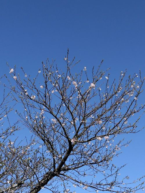 CAMPiii(キャンピー) セツさんのキャンプブログ 暴風キャンプ 和島オートキャンプ場