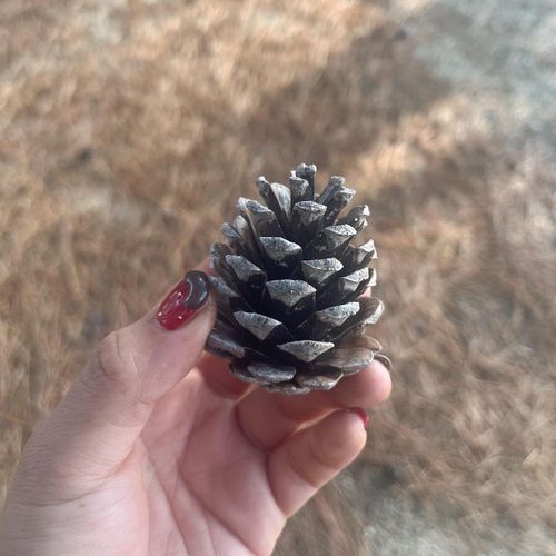 湖畔キャンプin琵琶湖🏕 ビワコマリンスポーツオートキャンプ場 ソロキャンプ 区画サイト オートサイト S🎐🍃さんのキャンプブログ CAMPiii（キャンピー） -キャンプ専用SNS キャンプのすべてがここに集まる-