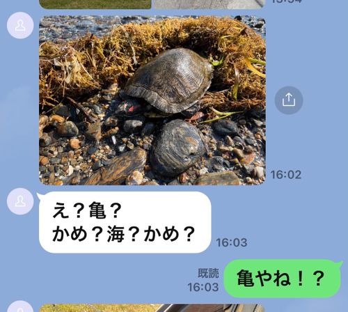 ワクワク絶景海浜おじおばうさキャン△ in 田ノ浦キャンプ場 〜 CAMP NO.191 田ノ浦キャンプ場 ファミリーキャンプ グループキャンプ フリーサイト おじキャン△さんのキャンプブログ CAMPiii（キャンピー） -キャンプ専用SNS キャンプのすべてがここに集まる-