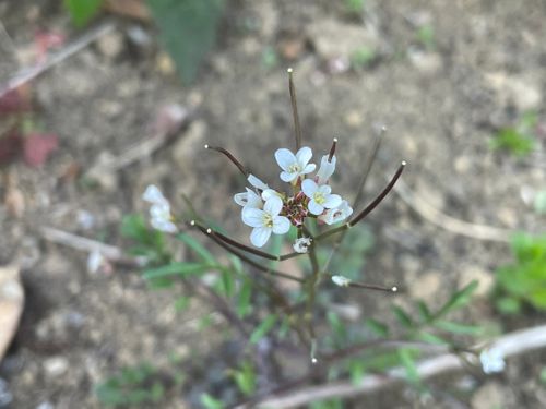 久しぶりのキャンプ🏕️ ファミリーキャンプ フリーサイト Shinさんのキャンプブログ CAMPiii（キャンピー） -キャンプ専用SNS キャンプのすべてがここに集まる-