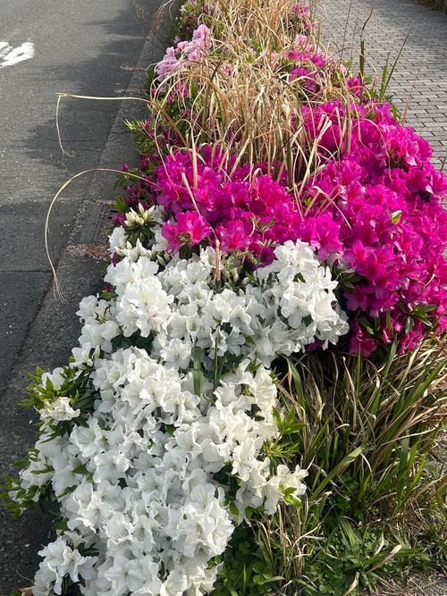 連休取れずに朝からデイキャン うみかぜ公園 ソロキャンプ フリーサイト Genさんのキャンプブログ CAMPiii（キャンピー） -キャンプ専用SNS キャンプのすべてがここに集まる-