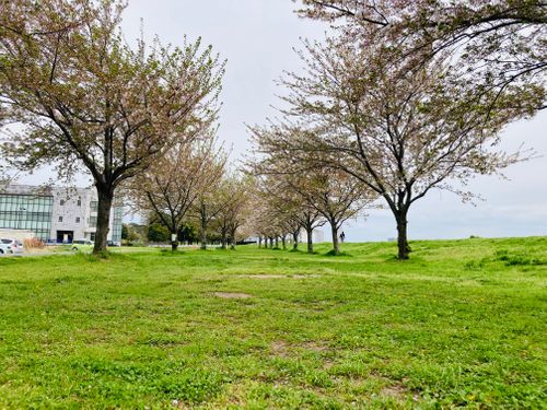 焚き逃げ許すまじ‼︎ 💢 柳原親水広場 FUNEさんのキャンプブログ CAMPiii（キャンピー） -キャンプ専用SNS キャンプのすべてがここに集まる-