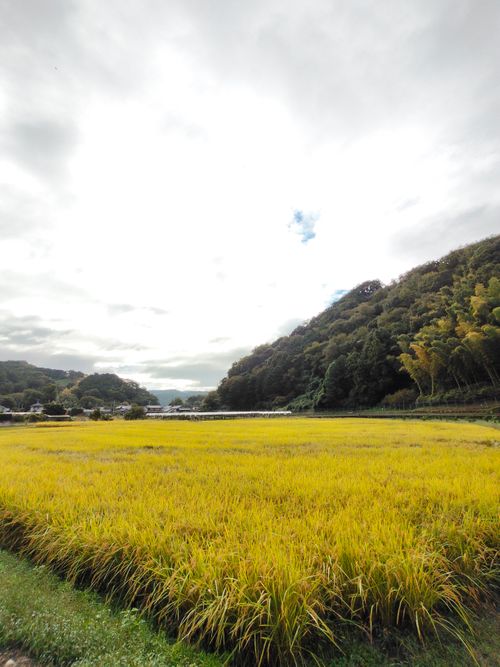 失敗ばかりでもええんよ 山八キャンプ場 ソロキャンプ フリーサイト おっとまんSさんのキャンプブログ CAMPiii（キャンピー） -キャンプ専用SNS キャンプのすべてがここに集まる-
