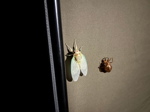 西のふもとっぱらが最高過ぎた 西のふもとっぱらMasumizu天空キャンプ場 グループキャンプ はやぷささんのキャンプブログ CAMPiii(キャンピー) -キャンプ専用SNS キャンプのすべてがここに集まる-