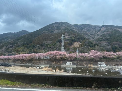 花見キャンプのはずなのに🤔 伊豆キャンパーズヴィレッジ ソロキャンプ フリーサイト Genさんのキャンプブログ CAMPiii（キャンピー） -キャンプ専用SNS キャンプのすべてがここに集まる-