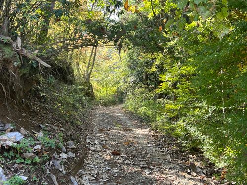 ハンモックの聖地でのんびりソロ＋ソロ 月尾根自然の森キャンプ場 ソロキャンプ グループキャンプ フリーサイト KOBApapaさんのキャンプブログ CAMPiii（キャンピー） -キャンプ専用SNS キャンプのすべてがここに集まる-