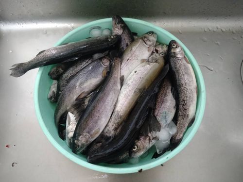 番外編　マス釣りに行ったけど🎣 芦ケ久保 ソロキャンプ 🔥焚き火🔥さんのキャンプブログ CAMPiii（キャンピー） -キャンプ専用SNS キャンプのすべてがここに集まる-