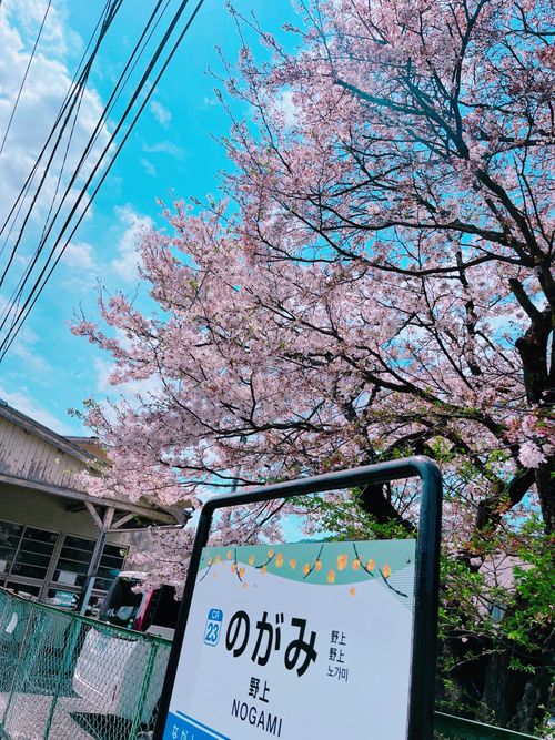 春のキャンプ🌸を振り返る 長瀞オートキャンプ場 ソロキャンプ 区画サイト kana_haruさんのキャンプブログ CAMPiii（キャンピー） -キャンプ専用SNS キャンプのすべてがここに集まる-