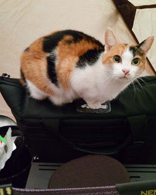 結果、ネコキャンプでした｜火打の森キャンプ場 火打の森キャンプ場 ソロキャンプ 区画サイト hare75さんのキャンプブログ CAMPiii（キャンピー） -キャンプ専用SNS キャンプのすべてがここに集まる-