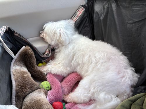 第86話　2泊3日で山梨に遊びにいく！これは惚気記事じゃなく、ちゃんとしたキャンプ記事です(多分) 四尾連湖 龍雲荘キャンプ場 ソロキャンプ グループキャンプ 区画サイト ちろ犬さんのキャンプブログ CAMPiii（キャンピー） -キャンプ専用SNS キャンプのすべてがここに集まる-