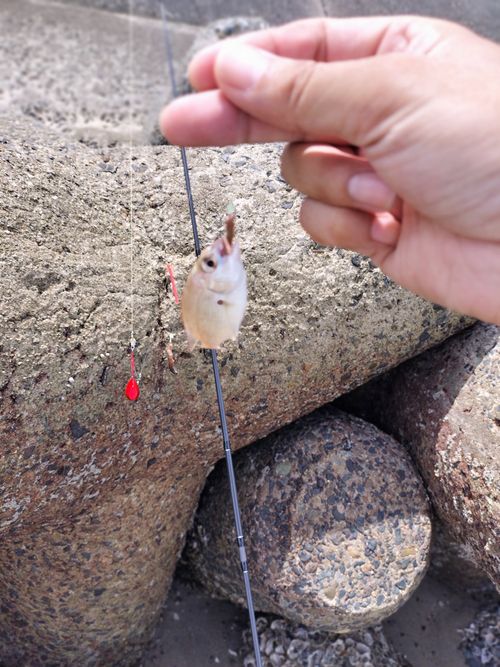 また釣りキャン 浜オートキャンプ場 ソロキャンプ 区画サイト たかたかぽんたさんのキャンプブログ CAMPiii（キャンピー） -キャンプ専用SNS キャンプのすべてがここに集まる-