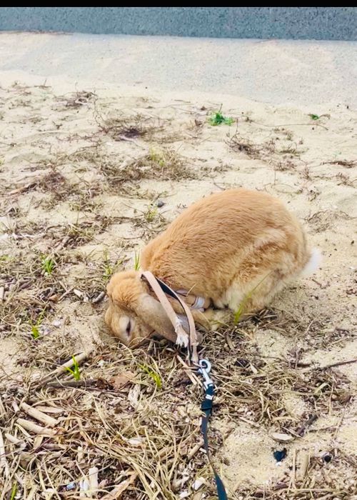 シルバーウィーク&hellip;楽しむはずだったおじ🐰キャン△ in 美濃ヶ浜海浜公園 〜 CAMP NO.214 美濃ケ浜海浜広場 ソロキャンプ ファミリーキャンプ フリーサイト おじキャン△さんのキャンプブログ CAMPiii（キャンピー） -キャンプ専用SNS キャンプのすべてがここに集まる-