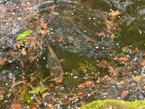 今年の桜は早かったキャンプ たびのCAMPING BASE 天守閣自然公園オートキャンプ場 ソロキャンプ 区画サイト やまなかさんのキャンプブログ CAMPiii（キャンピー） -キャンプ専用SNS キャンプのすべてがここに集まる-