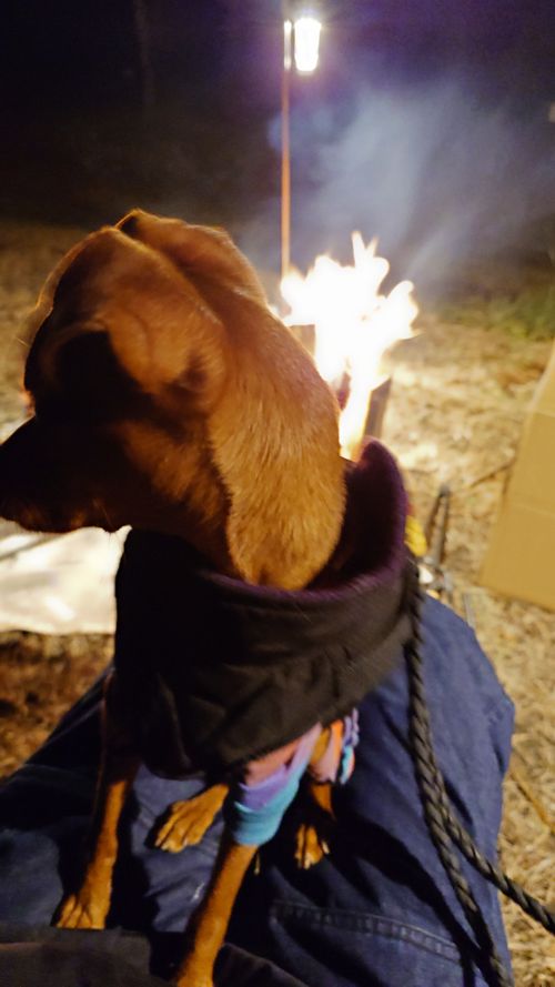 紅葉狩り 日光・まなかの森 キャンプ＆スパリゾート ソロキャンプ グループキャンプ 区画サイト まーささんのキャンプブログ CAMPiii（キャンピー） -キャンプ専用SNS キャンプのすべてがここに集まる-