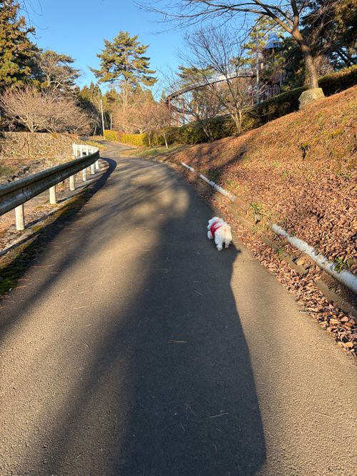 第90話　今回は岡山観光記事っす 弥高山公園キャンプ場 ソロキャンプ フリーサイト ちろ犬さんのキャンプブログ CAMPiii（キャンピー） -キャンプ専用SNS キャンプのすべてがここに集まる-