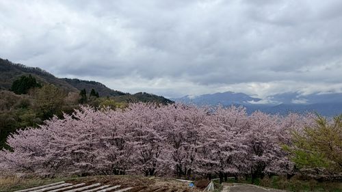景色よき！アットホームな期間限定高規格キャンプ場 CLOUD-９ ソロキャンプ グループキャンプ 区画サイト Honey Bさんのキャンプブログ CAMPiii（キャンピー） -キャンプ専用SNS キャンプのすべてがここに集まる-