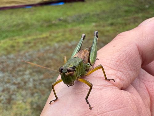 虹🌈キャンプ 南光自然観察村 ファミリーキャンプ 区画サイト yoji@campさんのキャンプブログ CAMPiii（キャンピー） -キャンプ専用SNS キャンプのすべてがここに集まる-