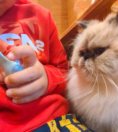 2025年締めキャンプ。ヤギと猫と魚と人生最高峰への決意。 ホシアカリ 波うち グループキャンプ 区画サイト NATSUさんのキャンプブログ CAMPiii（キャンピー） -キャンプ専用SNS キャンプのすべてがここに集まる-