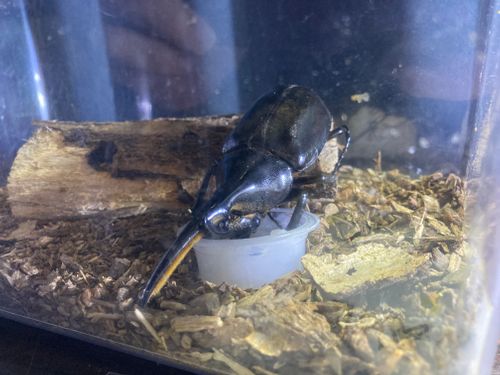 🌴またまた瀬戸内のハワイ🌴 陸奥記念館 ファミリーキャンプ 区画サイト masaさんのキャンプブログ CAMPiii（キャンピー） -キャンプ専用SNS キャンプのすべてがここに集まる-