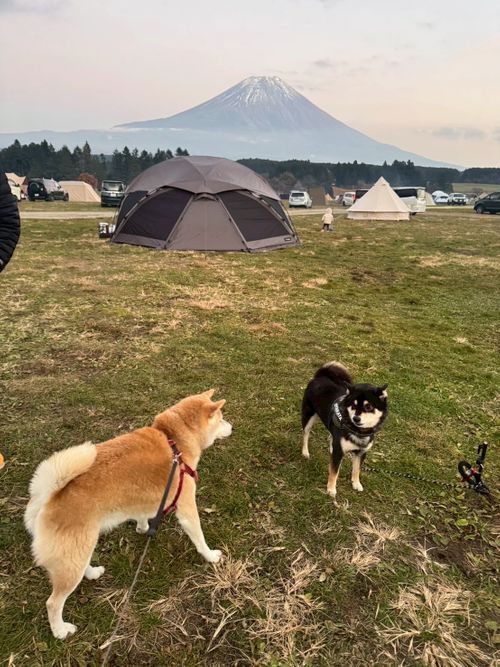 今月2回目⛺️今回も天気に恵まれて最高 ふもとっぱらキャンプ場 ソロキャンプ フリーサイト OYAKATAさんのキャンプブログ CAMPiii（キャンピー） -キャンプ専用SNS キャンプのすべてがここに集まる-