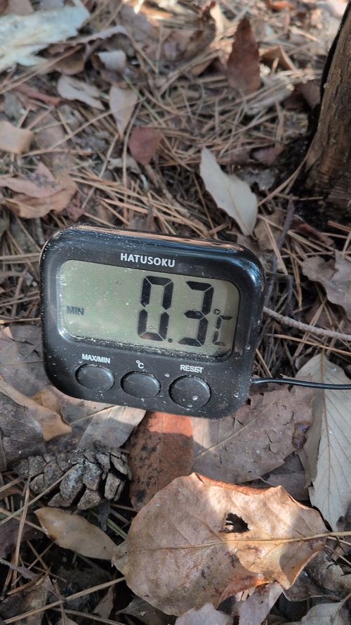 2026年　5泊目 PICA富士西湖 ソロキャンプ グループキャンプ フリーサイト アニさんのキャンプブログ CAMPiii（キャンピー） -キャンプ専用SNS キャンプのすべてがここに集まる-