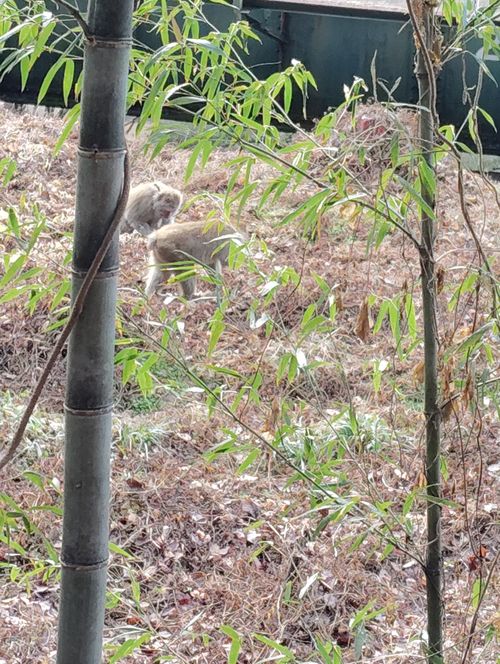 今回はここです! 木曽駒冷水キャンプ公園 グループキャンプ フリーサイト しずさんのキャンプブログ CAMPiii（キャンピー） -キャンプ専用SNS キャンプのすべてがここに集まる-