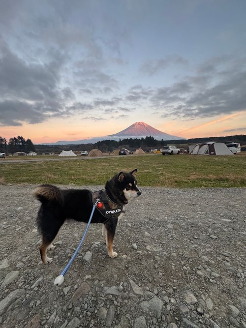 今月2回目⛺️今回も天気に恵まれて最高 ふもとっぱらキャンプ場 ソロキャンプ フリーサイト OYAKATAさんのキャンプブログ CAMPiii（キャンピー） -キャンプ専用SNS キャンプのすべてがここに集まる-
