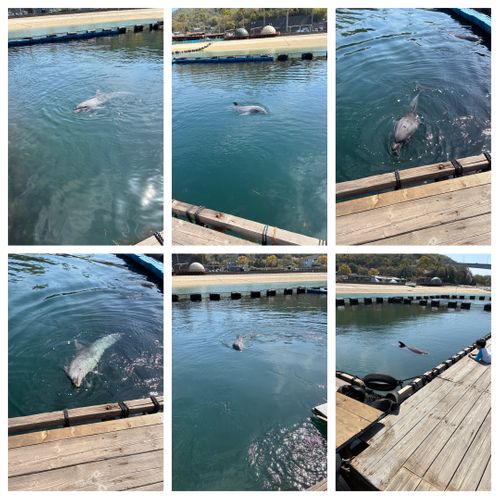 2026年5回目、イルカキャン🐬 ドルフィンファームしまなみ ファミリーキャンプ 区画サイト オートサイト わいげさんのキャンプブログ CAMPiii（キャンピー） -キャンプ専用SNS キャンプのすべてがここに集まる-