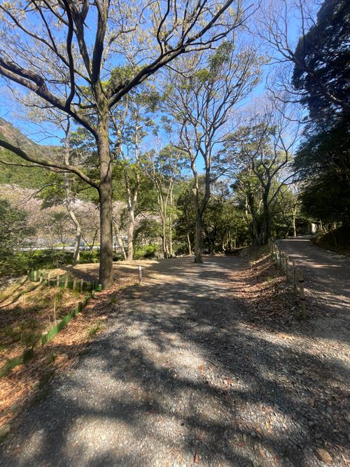 桜🌸を諦めきれないおばちゃんの付き添いおじおばうさキャン△ in 深坂自然の森キャンプ場 〜 CAMP NO.184 深坂自然の森キャンプ場 ファミリーキャンプ グループキャンプ 区画サイト おじキャン△さんのキャンプブログ CAMPiii（キャンピー） -キャンプ専用SNS キャンプのすべてがここに集まる-