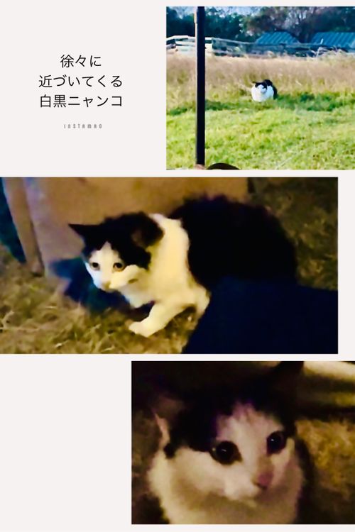 お初の長崎県⛺️絶景を求めおじうさキャン△ in 中瀬草原キャンプ場 〜 CAMP NO.162 中瀬草原キャンプ場 ソロキャンプ ファミリーキャンプ フリーサイト おじキャン△さんのキャンプブログ CAMPiii（キャンピー） -キャンプ専用SNS キャンプのすべてがここに集まる-