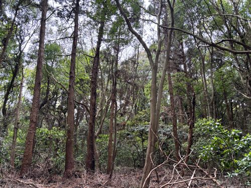 ただベーコンを炙ってみたかっただけのキャンプ 茨城県 ソロキャンプ 区画サイト ASAPさんのキャンプブログ CAMPiii（キャンピー） -キャンプ専用SNS キャンプのすべてがここに集まる-