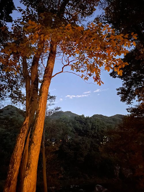 場違い感のあるキャンプ フォレストサンズ長瀞 ファミリーキャンプ フリーサイト もるがんさんのキャンプブログ CAMPiii（キャンピー） -キャンプ専用SNS キャンプのすべてがここに集まる-