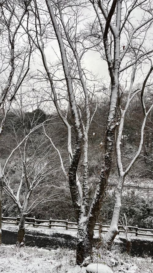 宍道湖元旦キャンプ 宍道ふるさと森林公園 ファミリーキャンプ 区画サイト オートサイト フォレキャンさんのキャンプブログ CAMPiii（キャンピー） -キャンプ専用SNS キャンプのすべてがここに集まる-