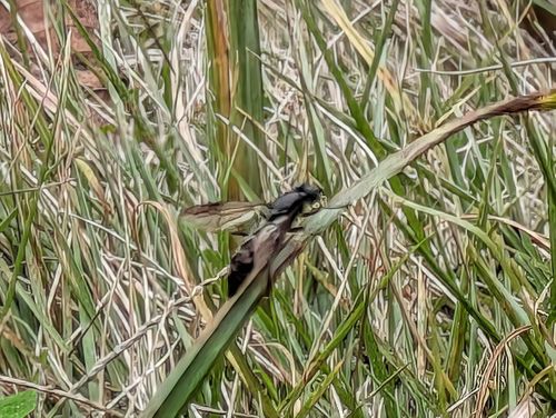 メッタメタにしてやんよ！ 知明湖キャンプ場 ソロキャンプ フリーサイト ぞのさんさんのキャンプブログ CAMPiii（キャンピー） -キャンプ専用SNS キャンプのすべてがここに集まる-