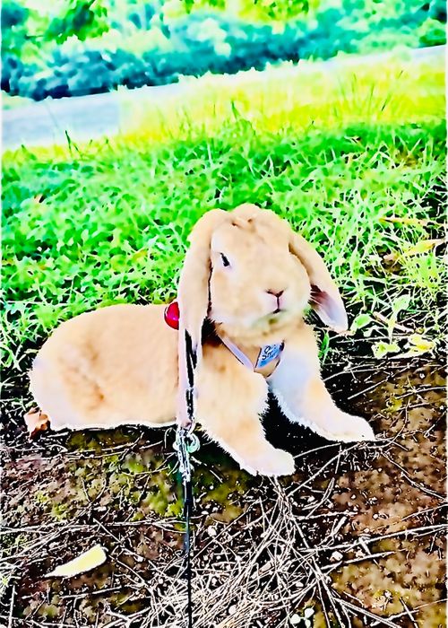 ダラダラと蒸し暑い中&hellip;梅雨のおじ🐰キャン△ in 阿武川河川敷 〜 CAMP NO.199 ソロキャンプ ファミリーキャンプ フリーサイト おじキャン△さんのキャンプブログ CAMPiii（キャンピー） -キャンプ専用SNS キャンプのすべてがここに集まる-