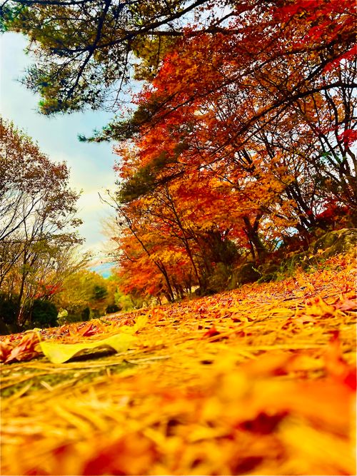 CAMPiii(キャンピー) おじキャン△さんのキャンプブログ 念願だった初・阿蘇(熊本)の秋を楽しむおじおばうさキャン△ in ゴンドーシャロレー 〜 CAMP NO.163 ゴンドーシャロレー