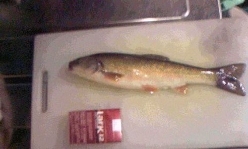 データに残っている最も古い庭BBQ 秋田市 ファミリーキャンプ フリーサイト ロマンチックあげる夫さんのキャンプブログ CAMPiii（キャンピー） -キャンプ専用SNS キャンプのすべてがここに集まる-