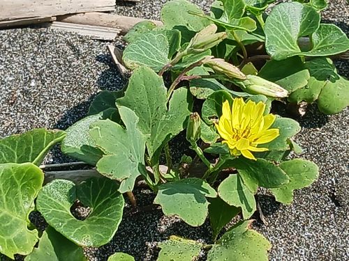 【Day9】北海道C△mp旅’ in 渡島・七飯 ユーカラパーキングCAMP ファミリーキャンプ オートサイト キャンピングカー vios outdoor'sさんのキャンプブログ CAMPiii(キャンピー) -キャンプ専用SNS キャンプのすべてがここに集まる-