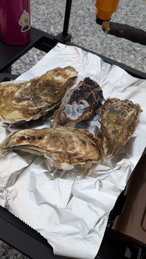 おひさしぶりです！No.44 South One Village 館山 ソロキャンプ 区画サイト すーつさんのキャンプブログ CAMPiii（キャンピー） -キャンプ専用SNS キャンプのすべてがここに集まる-