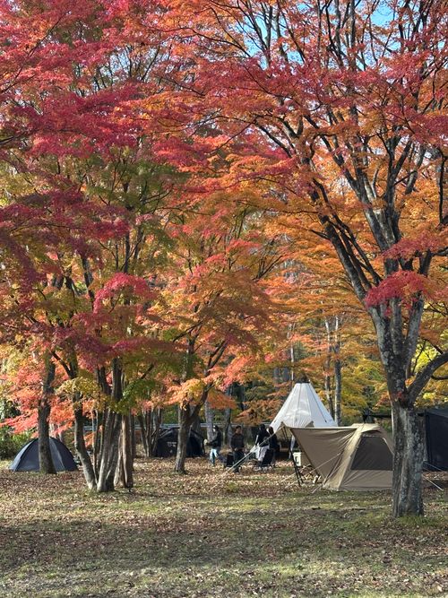コレぞTHE紅葉キャンプ🍁酒より景色を楽しむキャンプ🏕️ ちばむらオートキャンパーズリゾート（旧高原千葉村） skitさんのキャンプブログ CAMPiii（キャンピー） -キャンプ専用SNS キャンプのすべてがここに集まる-