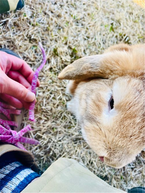イライラした時は&hellip;やっぱり？リフレッシュおじうさキャン△ in 阿川ほうせんぐり海浜公園 〜 CAMP NO.177 阿川ほうせんぐり海浜公園 ソロキャンプ ファミリーキャンプ フリーサイト おじキャン△さんのキャンプブログ CAMPiii（キャンピー） -キャンプ専用SNS キャンプのすべてがここに集まる-