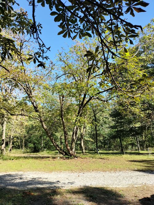 10月キャンプ⛺️スタート😁 武甲キャンプ場 ソロキャンプ 区画サイト ぼっちオヤジさんのキャンプブログ CAMPiii(キャンピー) -キャンプ専用SNS キャンプのすべてがここに集まる-