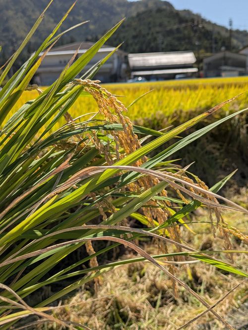 秋キャンスタート🍁 新平ヶ原公園キャンプ場 Kurikko-tomoさんのキャンプブログ CAMPiii（キャンピー） -キャンプ専用SNS キャンプのすべてがここに集まる-