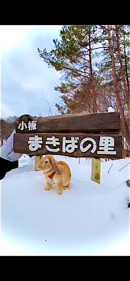 CAMPiii（キャンピー） おじキャン△さんのキャンプブログ 念願の雪中⛄️おじおばうさキャン△ in 板木まきばの里キャンプ場 〜 CAMP NO.173 小板まきばの里キャンプ場