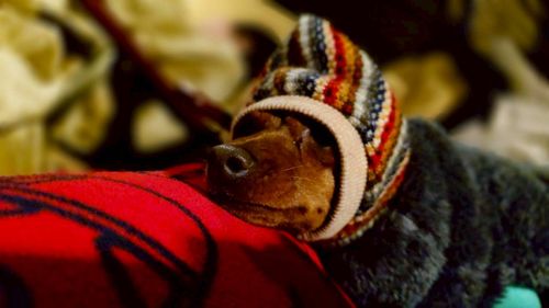 恒例の新春ファミキャン！ THE DOG DEPT GARDEN RESORT-安房白浜- ファミリーキャンプ グループキャンプ 区画サイト まーささんのキャンプブログ CAMPiii（キャンピー） -キャンプ専用SNS キャンプのすべてがここに集まる-