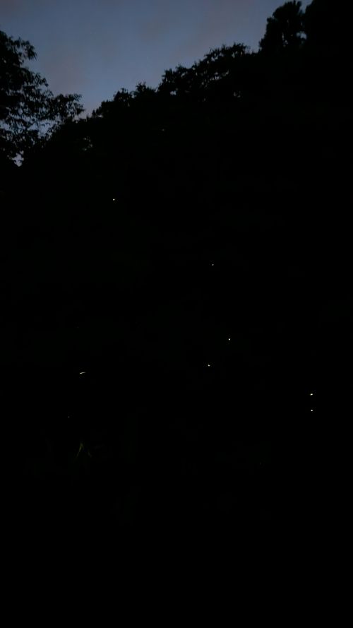 ほう　ほう　ほたるこい🎵久し振りのホタルキャンプ🏕️ ソロキャンプ ファミリーキャンプ グループキャンプ 区画サイト オートサイト ヒゲキャンさんのキャンプブログ CAMPiii（キャンピー） -キャンプ専用SNS キャンプのすべてがここに集まる-