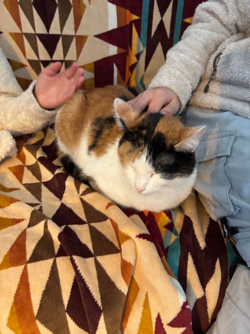 Newアイテムでぐうたらキャンプ😊 火打の森キャンプ場 ファミリーキャンプ オートサイト まつけんさんのキャンプブログ CAMPiii（キャンピー） -キャンプ専用SNS キャンプのすべてがここに集まる-