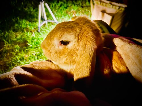 最後の？きなことふたり水入らずおじ🐰キャン△ in 阿川ほうせんぐり海浜公園 〜 CAMP NO.216 阿川ほうせんぐり海浜公園 ソロキャンプ ファミリーキャンプ フリーサイト おじキャン△さんのキャンプブログ CAMPiii（キャンピー） -キャンプ専用SNS キャンプのすべてがここに集まる-